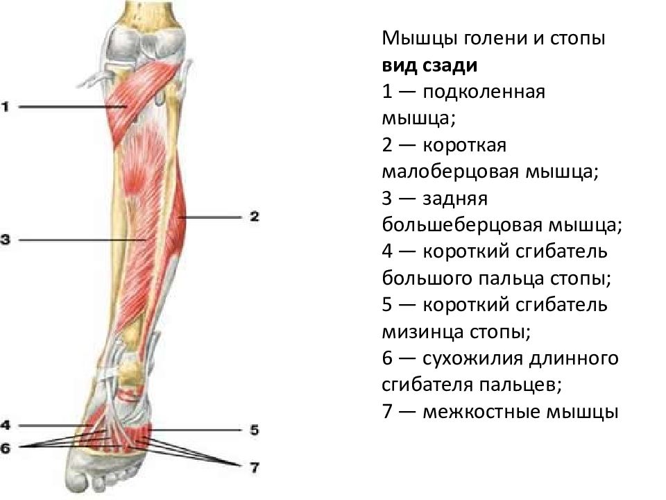 Мышцы голени сзади. Мышцы голени и стопы вид сзади. Задняя большеберцовая мышца голени. Мышцы голени Синельников.