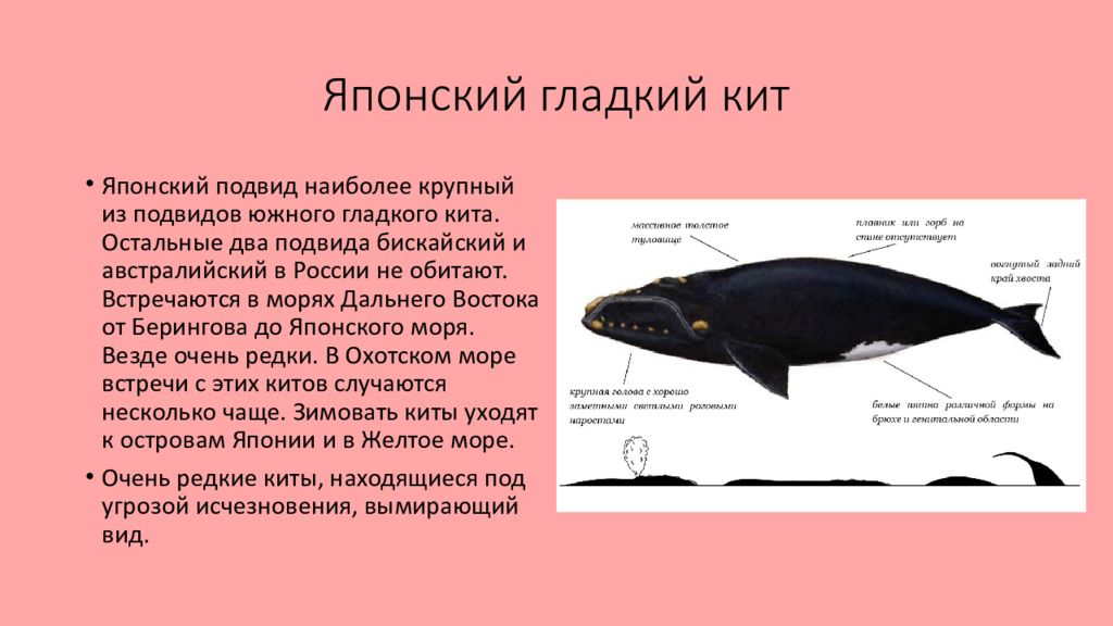 Японский гладкий кит. Южный гладкий кит-краткая информация.. Гладкий кит игрушка. Японский гладкий кит игрушка.