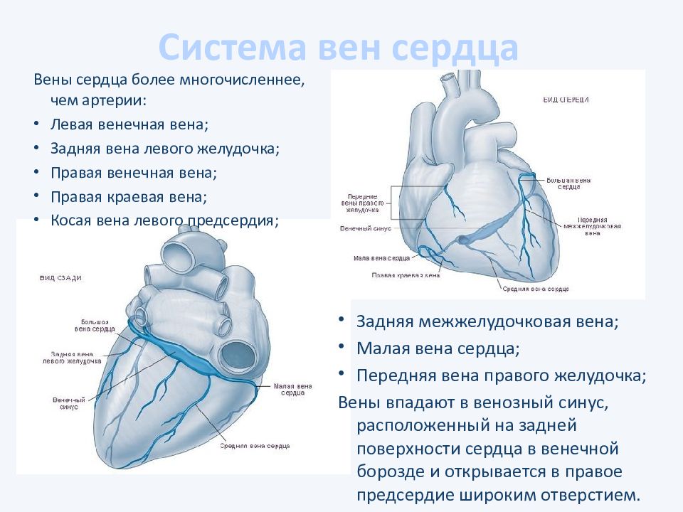 Вены сердца схема