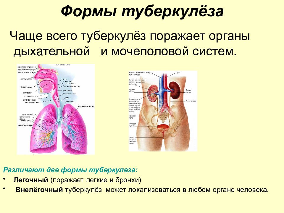 Поражаемые органы туберкулеза