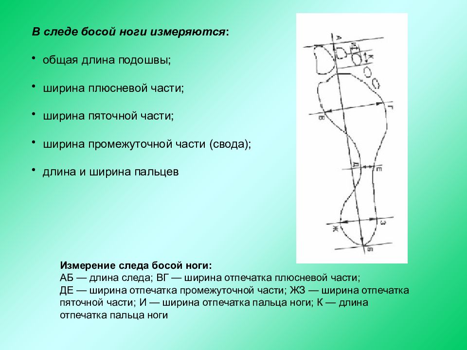 Обозначьте и укажите на рисунке части следа босой ноги криминалистика