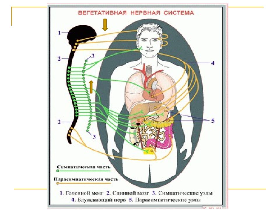 Вегетативная и соматическая нервная система рисунок