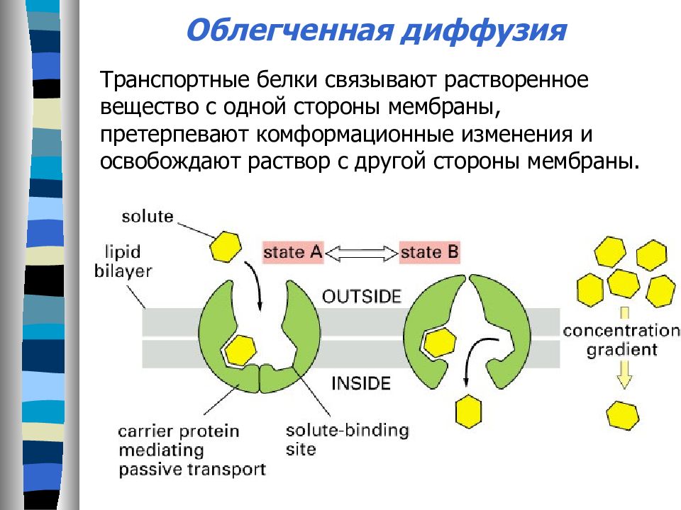 В состав входят транспортные белки. Транспортные мембранные белки схема. Транспортный белок мембраны. Транспортная функция белков мембраны. Транспортные белки мембраны функции.