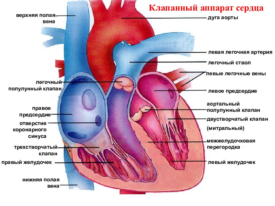 Легочная артерия сердца рисунок