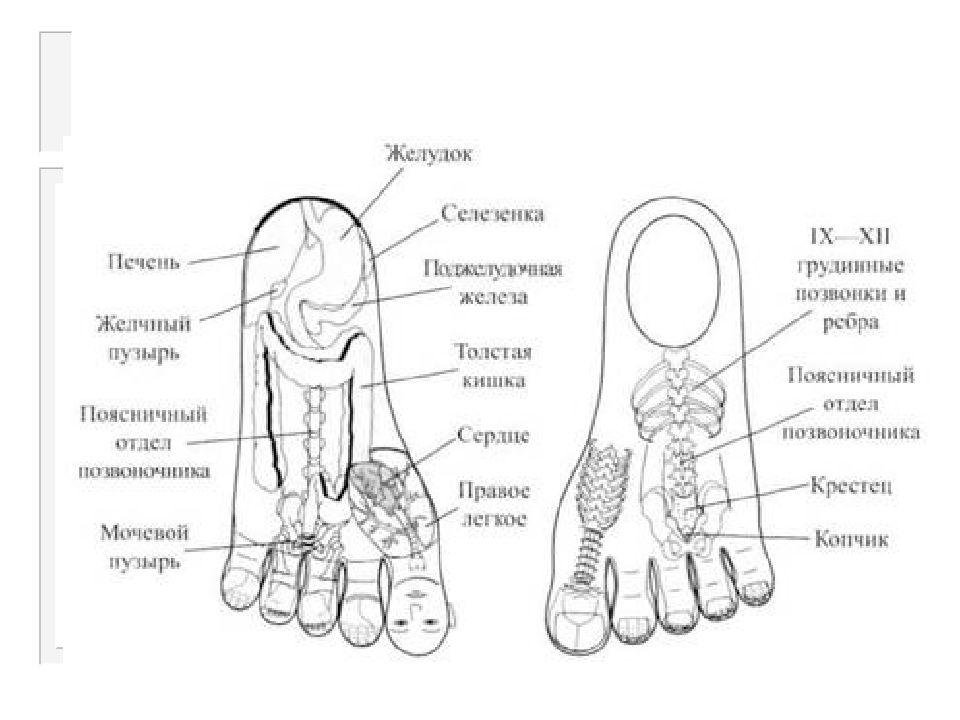 Су джок презентация для педагогов