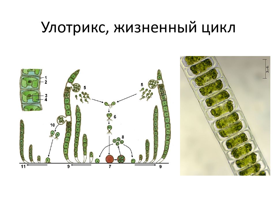 Рассмотрите изображения растений улотрикс малина туя серебристая