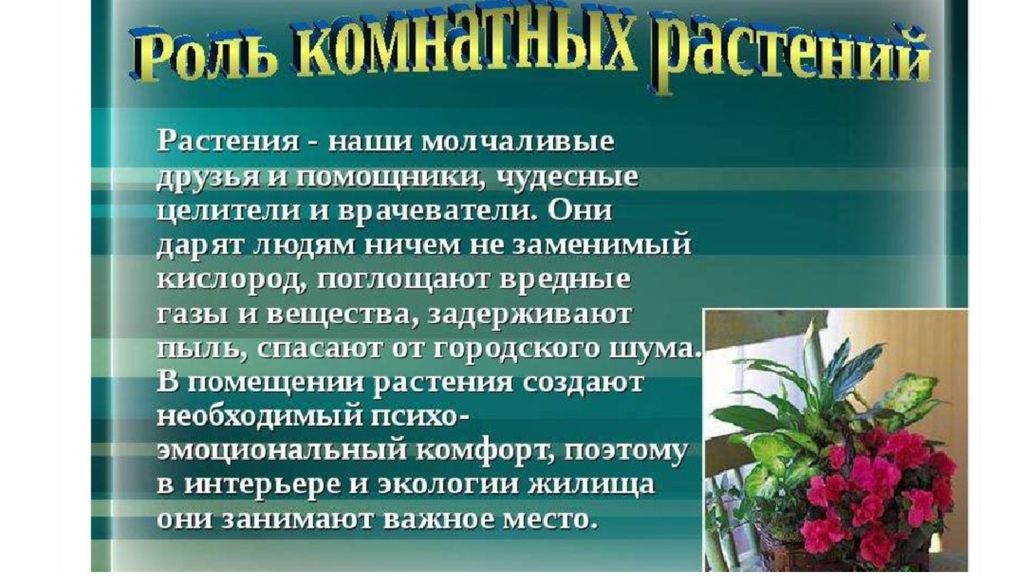 Комнатное цветоводство проект