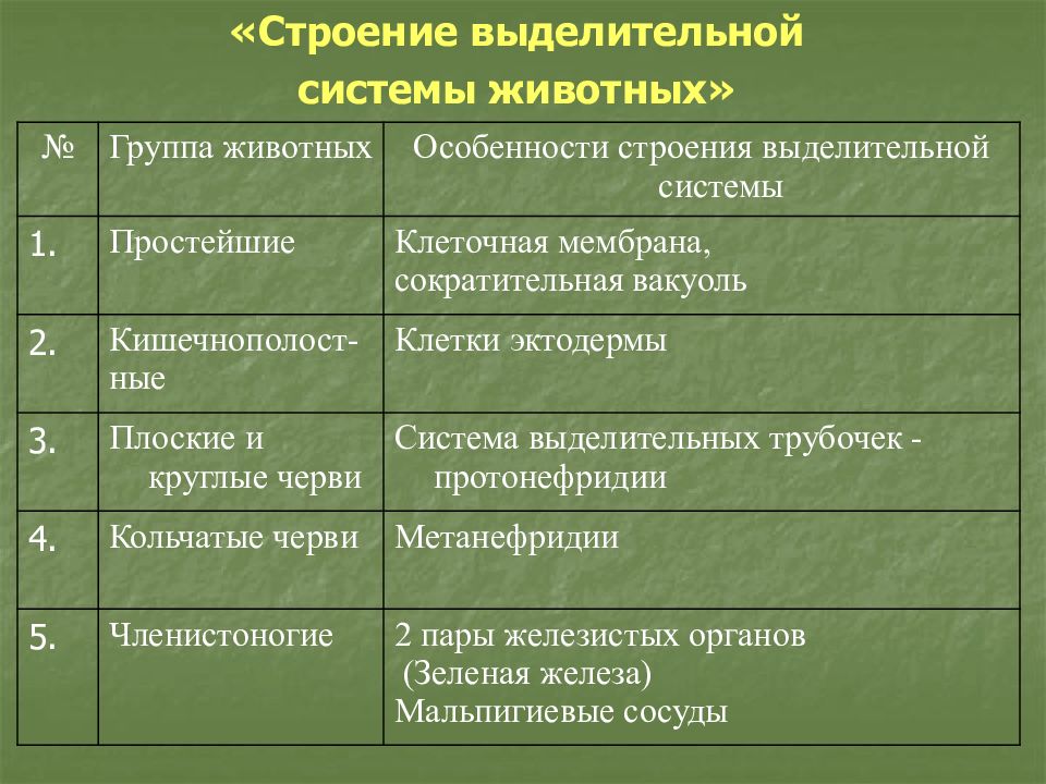 Презентация 6 класс биология выделение у животных 6 класс