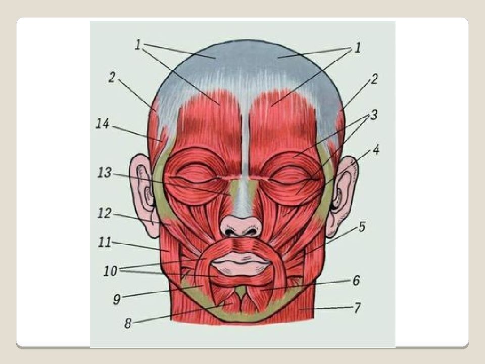 Затылок описание. Мимические мышцы лица анатомия вид спереди. Мышцы лица человека сбоку. Мимические мышцы головы анатомия. Лицевые мышцы человека анатомический атлас.
