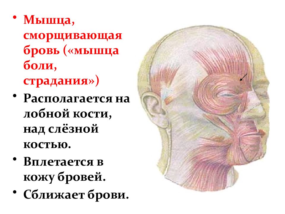 Мышца поднимающая бровь. Мышца сморшивающая брови. Мышца аморащивающая брови. Мышца сморщиваюшющая брови. Мышца сморщивающая брави.