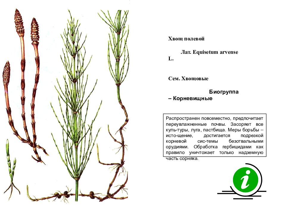 Рисунок Хвощи