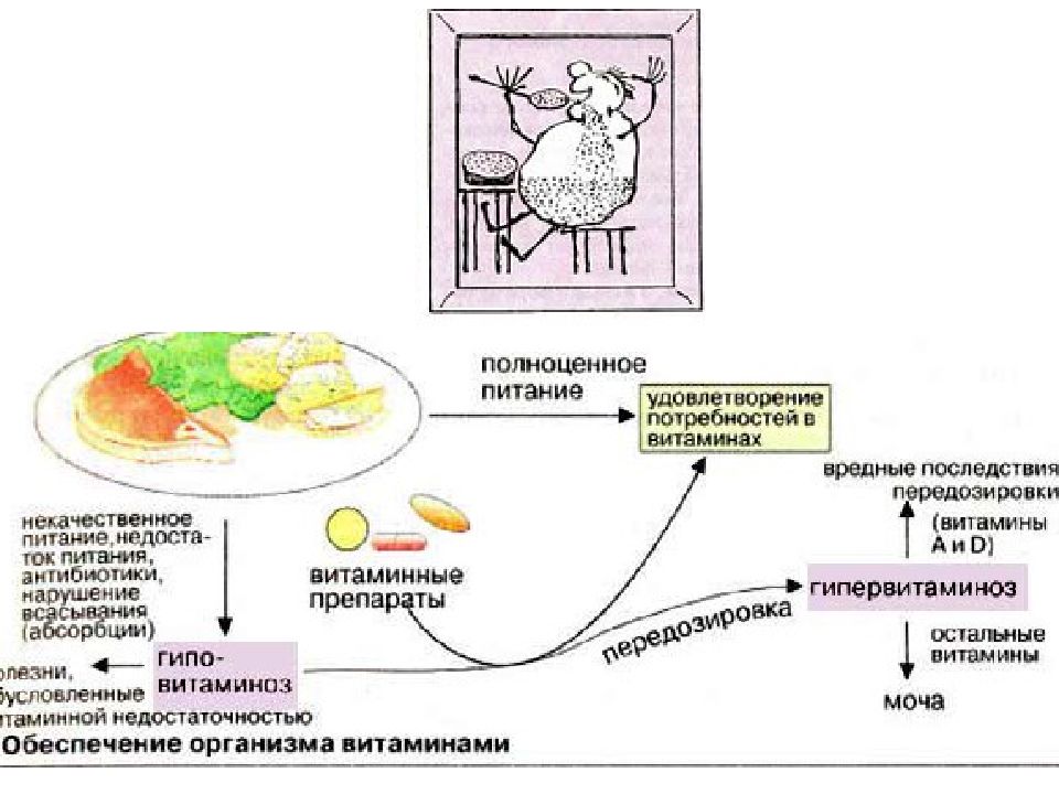 Физиология обмен веществ презентация