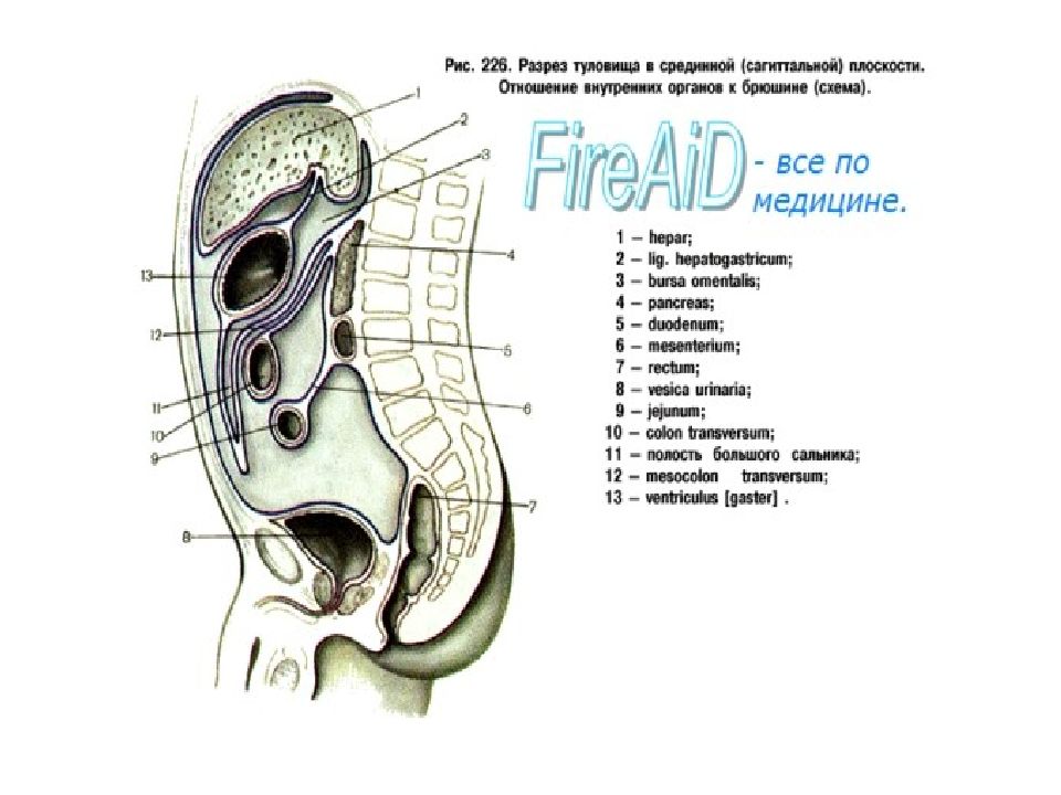 Органы брюшной полости рисунок