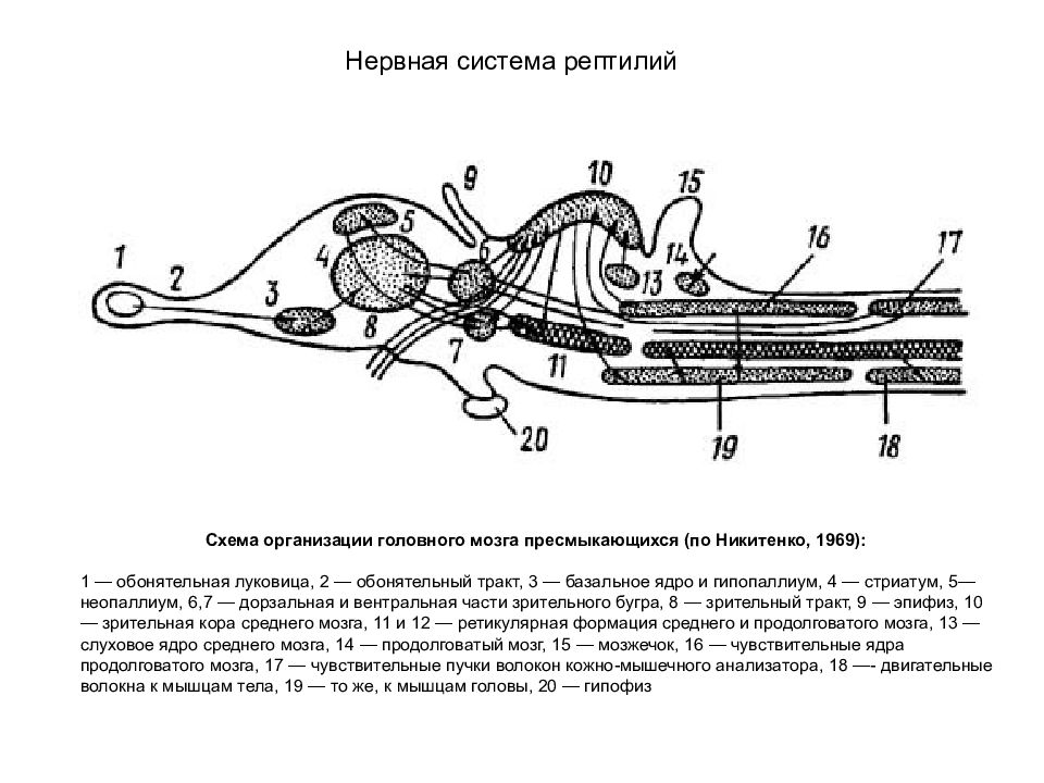 Нервная система рептилий схема