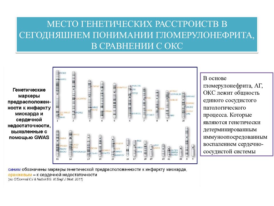 Острый гломерулонефрит презентация