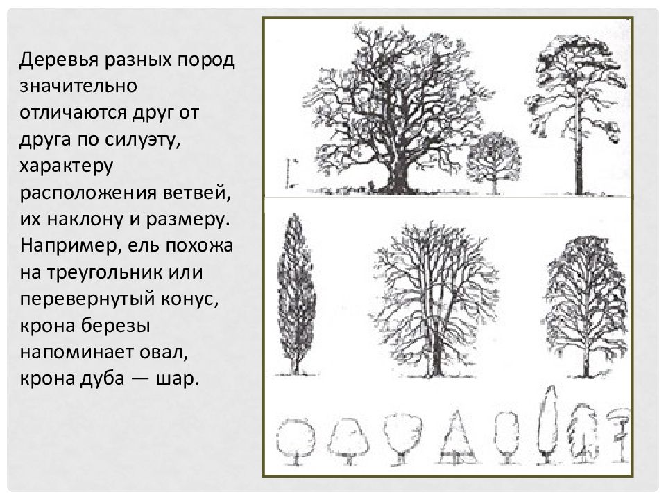 Деревья различных пород. Рисунок разных пород деревьев. Деревья разных пород. Рисунок групп деревьев различных пород. Рисунок форм деревьев разных форм.