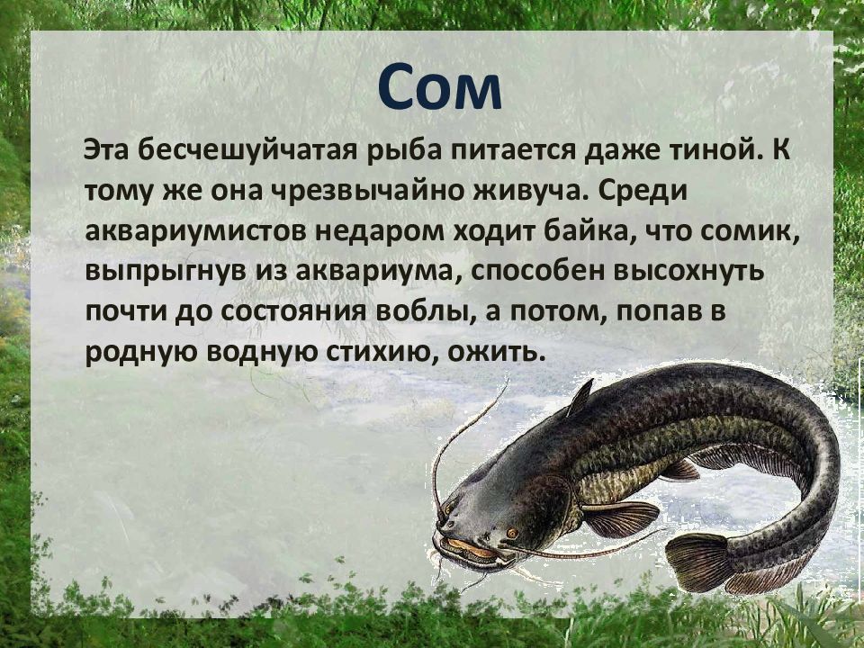 Рыбы описание для детей. Рассказ про сома. Доклад о соме. Сом описание для детей. Сообщение о рыбе сом.
