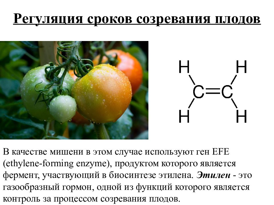 Тема этилен. Этилен гормон растений. Этилен фитогормон. Этилен. Этилен для созревания плодов.