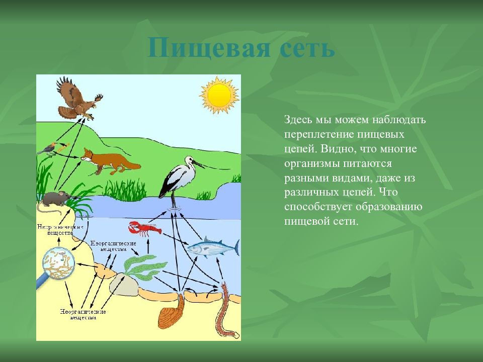 Объясните возникновение устойчивой системы пищевых цепей в природе план