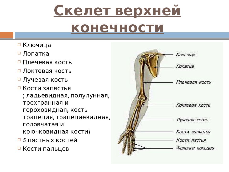 Скелет верхней конечности человека пояс конечностей. Отделы скелета верхней конечности. 9. Кости пояса верхней конечности. Суставы свободной верхней конечности строение. Скелет верхней конечности лопатка.
