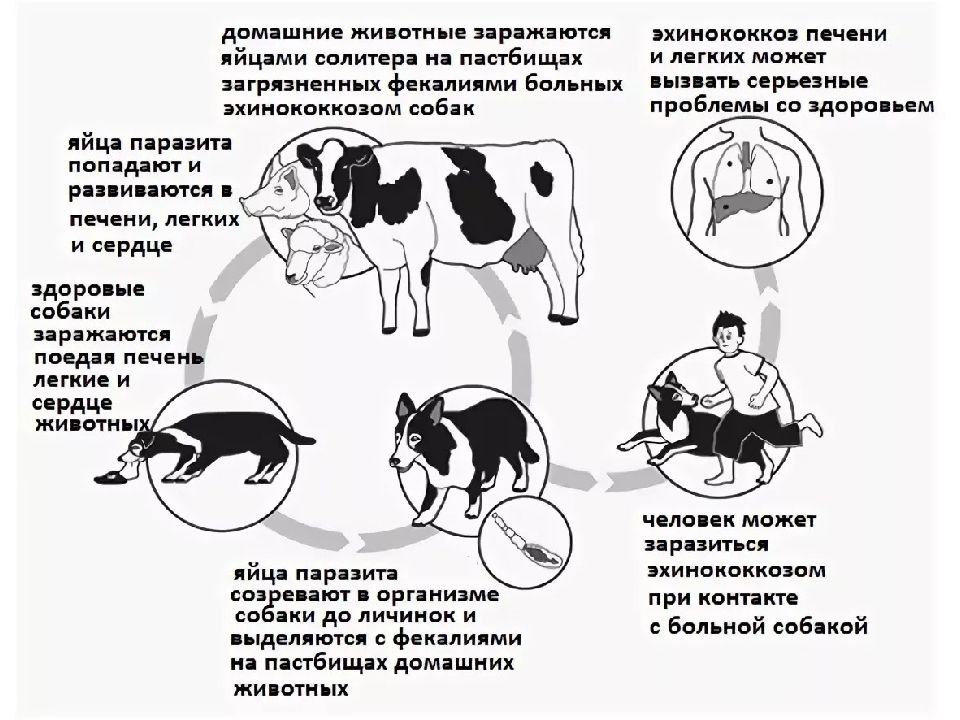 Презентация эхинококкоз животных