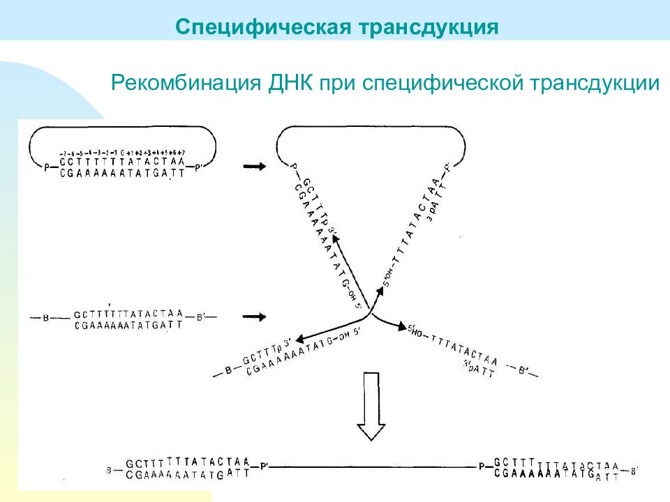 Форма перенос. Рекомбинация ДНК. Генетическая рекомбинация ДНК. Эктопическая рекомбинация. Типы рекомбинации ДНК.