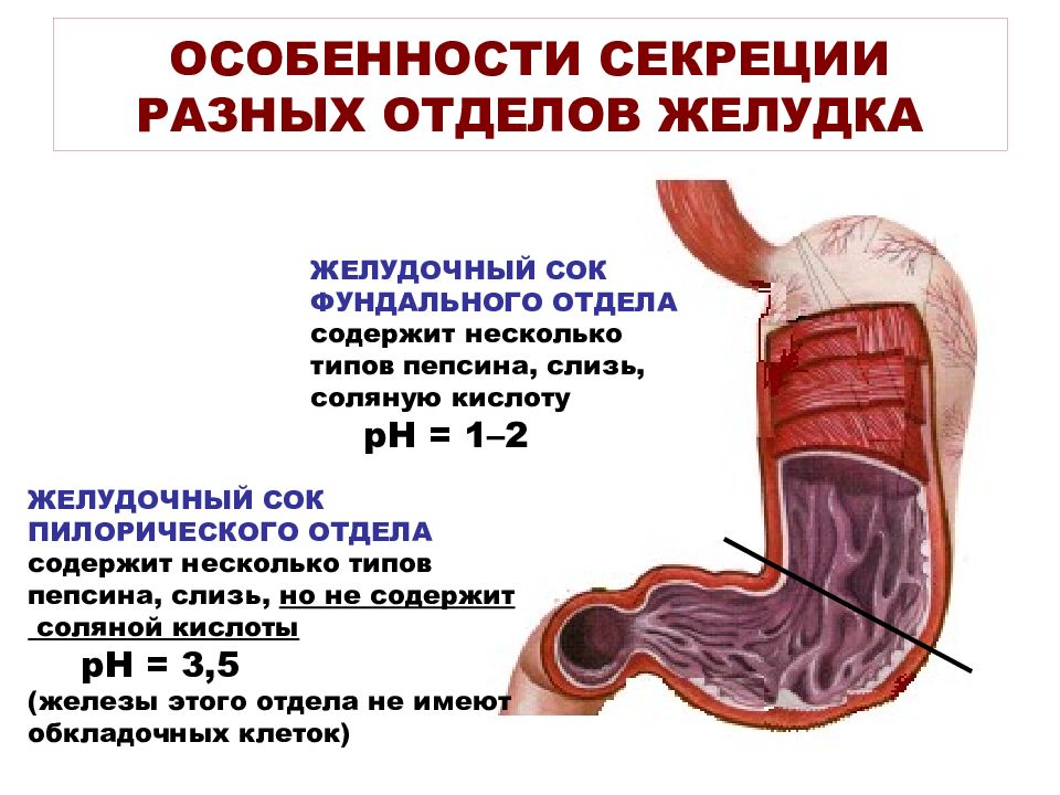 Особенности желудка. Пищеварение в различных отделах ЖКТ. Моторная функция пилорического отдела желудка. Пищеварение в желудке желудочный сок. РН В пилорическом отделе желудка.