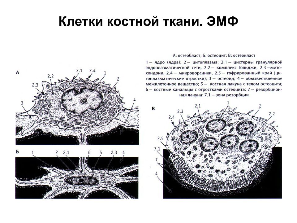 Костные клетки. Клетки костной ткани остеоциты. Костная ткань остеоциты остеобласты и остеокласты. Костная ткань структуру клетки. Строение костных клеток остеобластов остеоцитов и остеокластов.