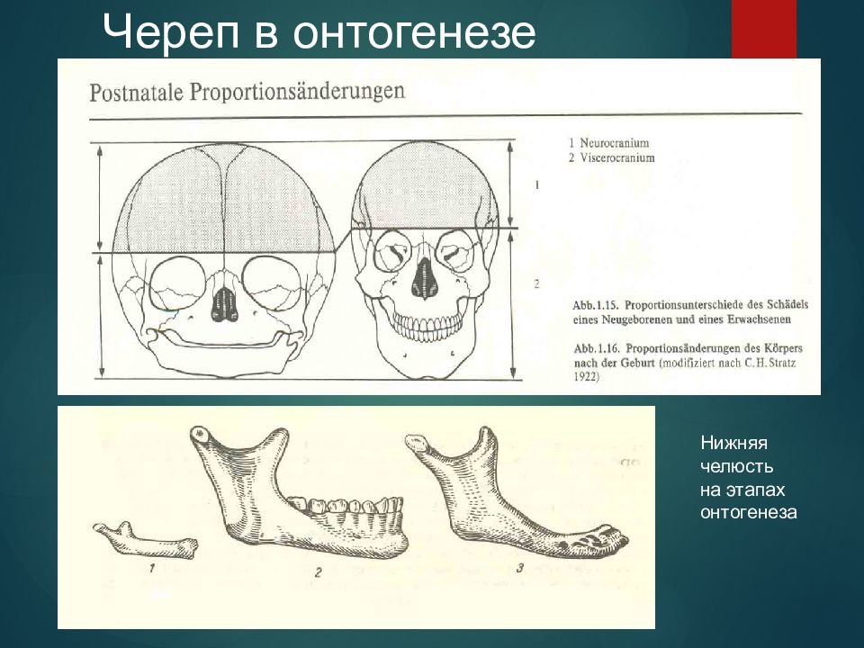 Развитие черепа в онтогенезе индивидуальные возрастные. Онтогенез черепа. Череп на этапах онтогенеза. Развитие черепа в онтогенезе анатомия.