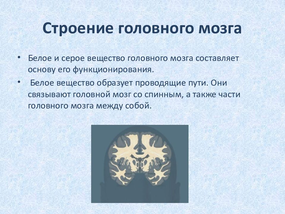 Серое вещество мозга составляют. Серое и белое вещество головного мозга анатомия. Головной мозг строение серое и белое вещество. Серое и белое вещество. Функции серого вещества головного мозга