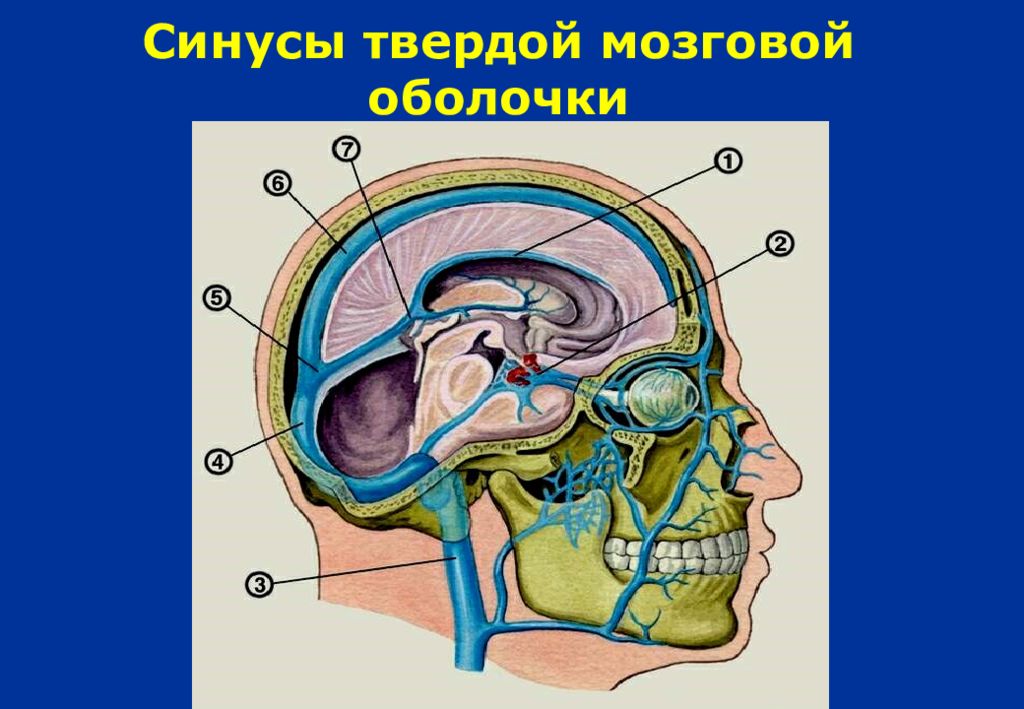 Синусы оболочки головного мозга. Синусы тердомозговой оболочки мозга. Синусы твердой мозговой оболочки. Твёрдая оболочка головного мозга. Твердая мозговая оболочка.