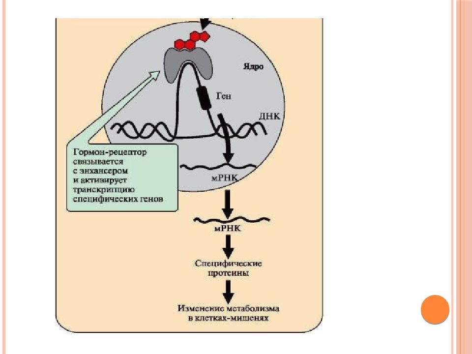 Рецепторы гормонов. Ядерные рецепторы гормонов. Гормон рецепторный комплекс. Гормоны ДНК. Образование комплекса гормон Рецептор.