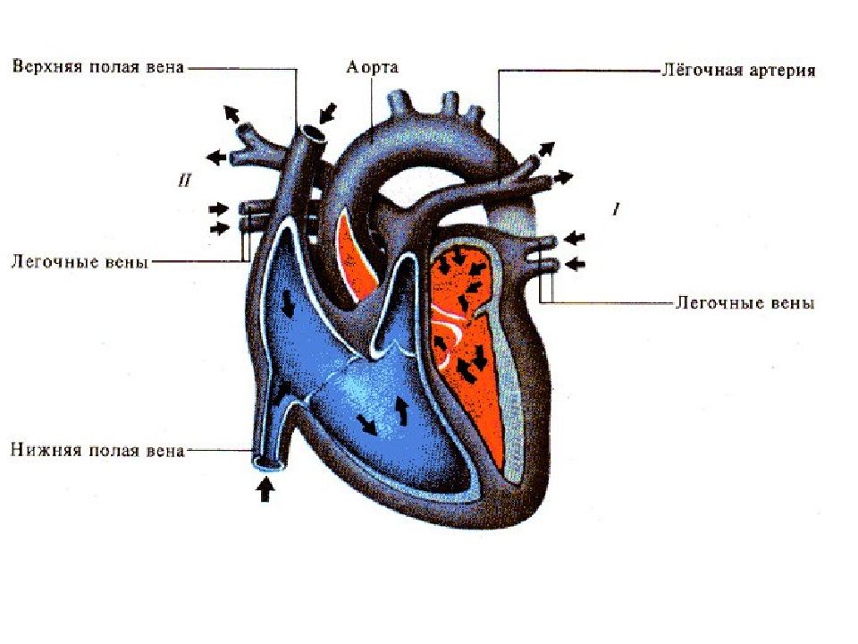 Легочная вена верхняя полая вена. Схема тока крови через сердце. Аорта легочная артерия фаза сердечного цикла. Схема строения сердца с ножками. Строение сердца и круги кровообращения фазы сердечного цикла.