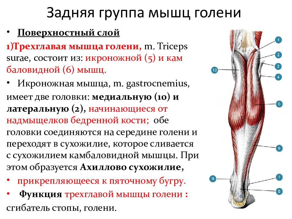 Мышцы голени задняя группа. Трехглавая мышца голени крепление. Трехглавая мышца голени состоит. Морфофункциональная характеристика скелетных мышц.