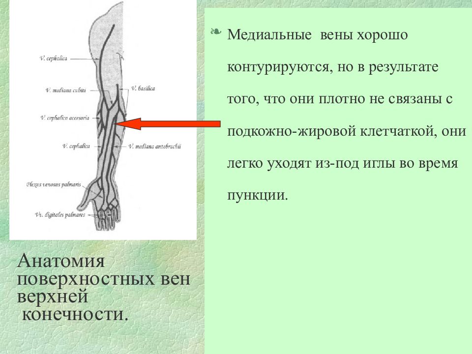 Кубитальная Вена Где Находится Фотография