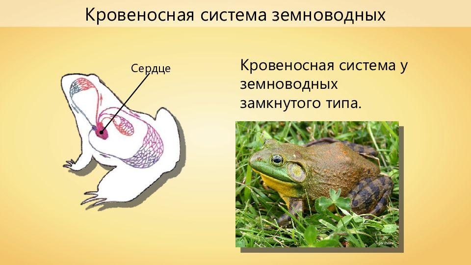 Кровеносная система земноводных. Кровеносная система земноводных замкнутая. У земноводных замкнутая кровеносная. Движение крови у земноводных.