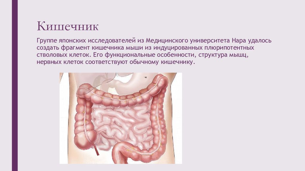 Тканевая инженерия презентация