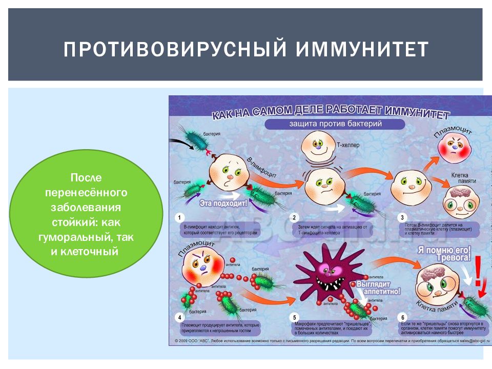 Иммунный ответ при инфекциях. Механизмы противовирусного иммунитета схема. Механизмы противовирусного иммунитета микробиология. Антибактериальный иммунитет схема. Механизмы противовирусного иммунитета микробиология схема.