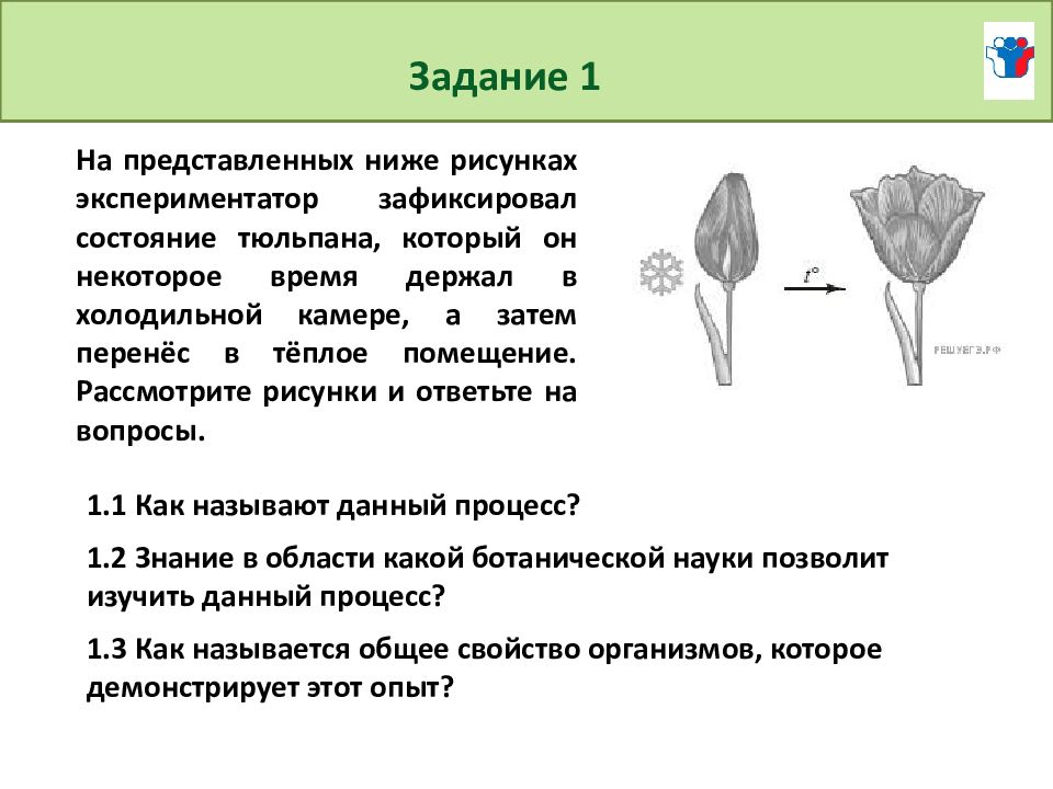 Ромашка впр