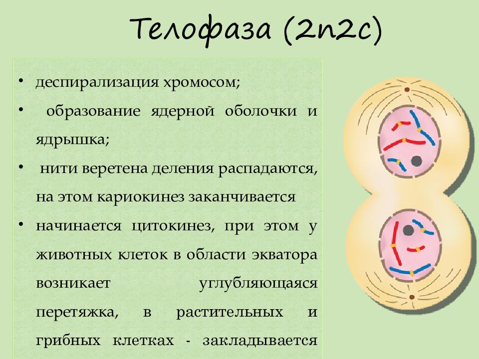 Телофаза (2n2c)