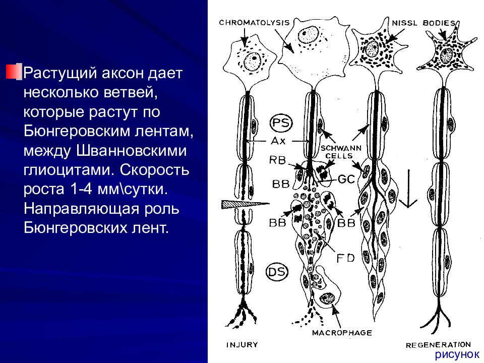 Направляющую роль. Хроматолиз нейронов. Направленный рост аксонов. Регенерация аксона. Центральный хроматолиз.