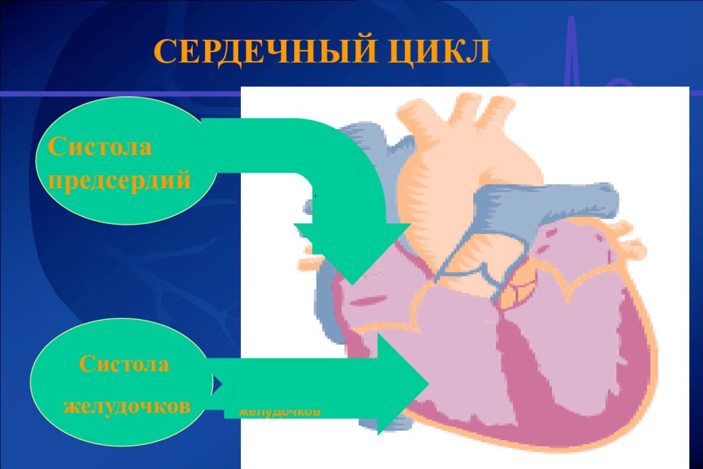 Тоны сердечного цикла