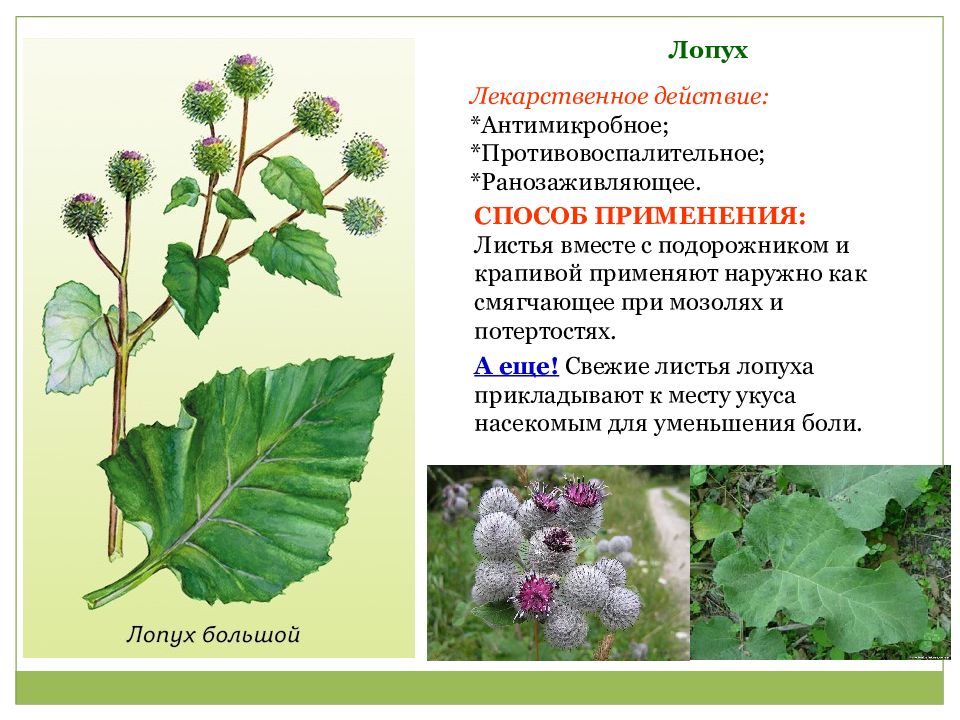 Лекарственные растения астраханской области фото и описание