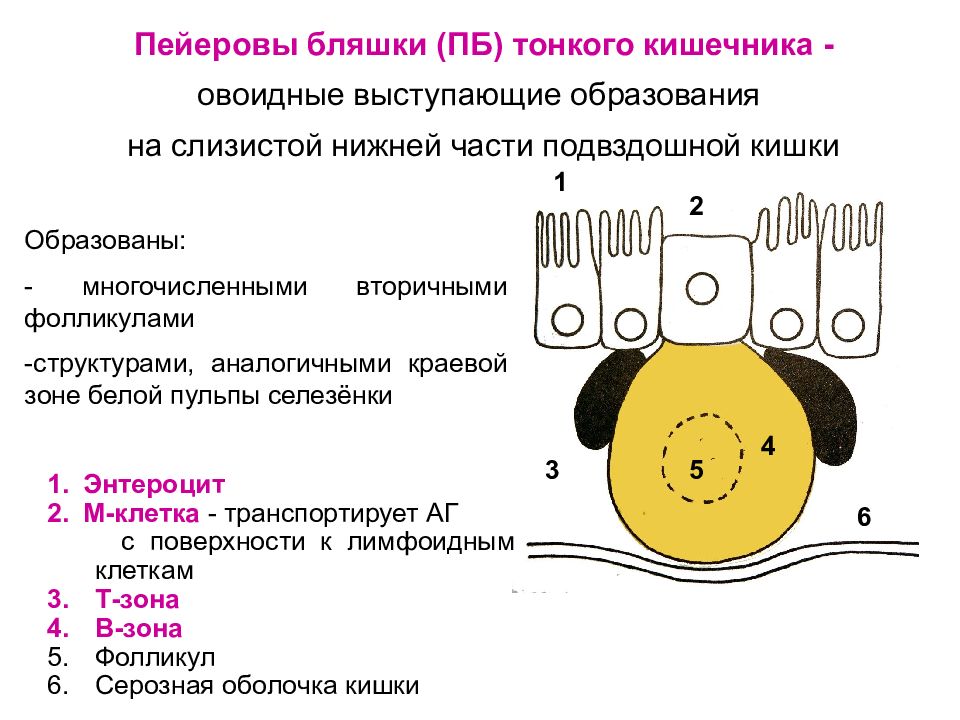 Групповые лимфатические фолликулы расположенные в стенке тонкого кишечника называются