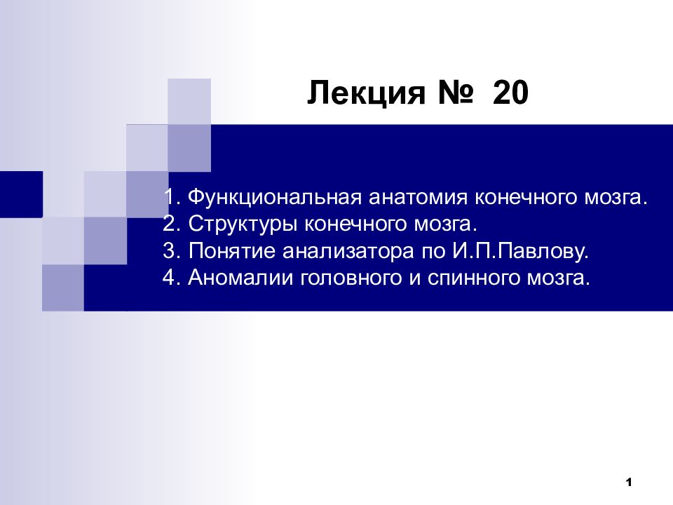 1 Лекция № 20 1. Функциональная анатомия конечного мозга. 2. Структуры
