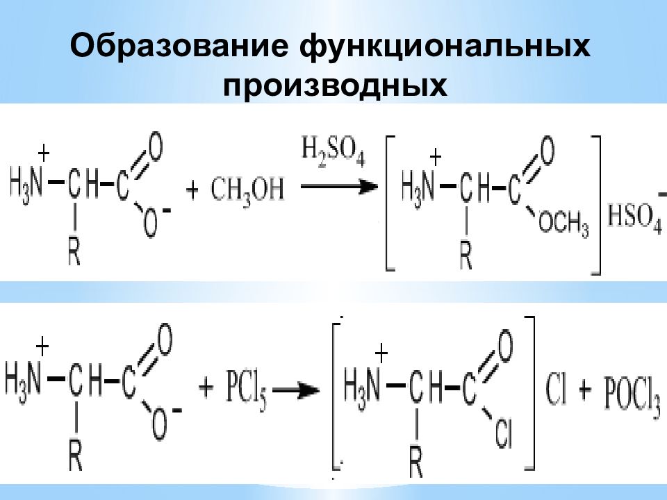 Образование аминокислот белков. Образование функциональных производных. Белки аминокислоты. Модель белка из аминокислот. Образование производных машин.