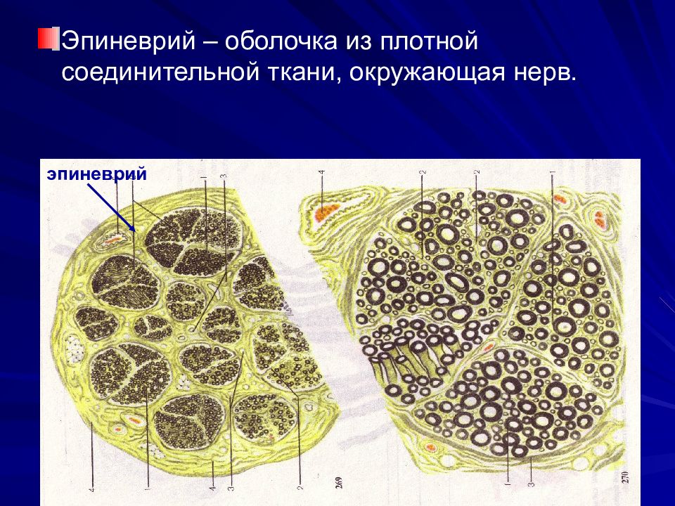 Оболочка из соединительной ткани. Оболочка из соединительной ткани