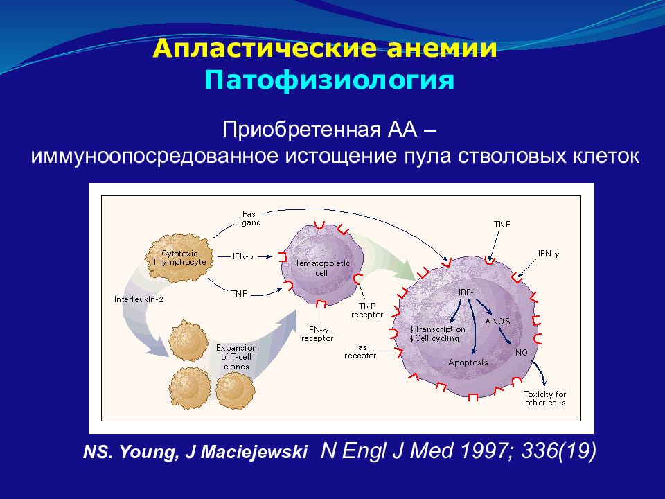 Гипо апластические