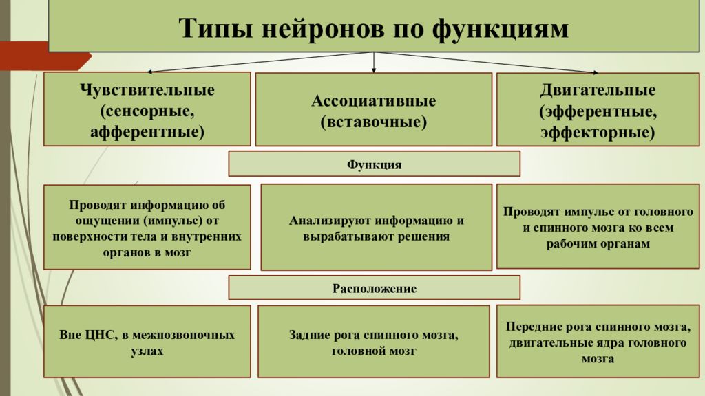 Виды нейронов. Типы нейронов по функциям. Типы нейронов по функциям таблица. Типы нейронов по выполняемым функциям. Типы нейронов и их функции таблица.