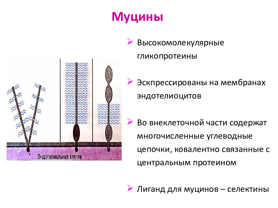 Муцин